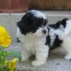 Puppies for sale Poland, Warsaw Havanese