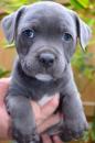 Puppies for sale Germany, Munich Staffordshire Bull Terrier