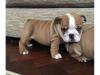 Puppies for sale Latvia, Riga English Bulldog