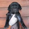 Puppies for sale Spain, Cordoba Other breed