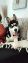 Puppies for sale Hungary, Szekesfehervar Haski, Siberian husky puppies