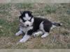 Puppies for sale Poland, Gdynia , Husky