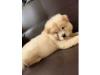 Puppies for sale United Kingdom, Aberdeen Chow Chow