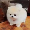 Puppies for sale Italy, Leche , Pomeranian