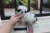 Puppies for sale Hungary, Pech Shih Tzu