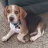 Puppies for sale Italy, Milan Beagle
