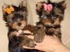 Puppies for sale Italy, Rome Yorkshire Terrier