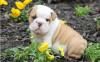 Puppies for sale Portugal, Almeida English Bulldog