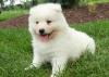 Puppies for sale Italy, Cremona Samoyed dog (Samoyed)