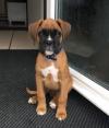 Puppies for sale Germany, Dortmund Boxer