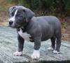 Puppies for sale Belgium, Bruges American Pit-Bull Terrier