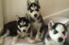 Puppies for sale Finland, Helsinki Haski