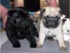 Puppies for sale Belgium, Antwerp Pug