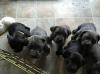 Puppies for sale Sweden, Esbjerg Other breed