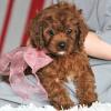 Puppies for sale France, Paris , cavapoo