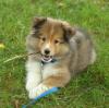 Puppies for sale Germany, Duisburg Sheltie (Shetland Sheepdog)