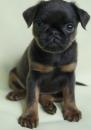 Puppies for sale Belgium, Antwerp Brussels Griffon