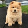 Puppies for sale France, Paris Chow Chow