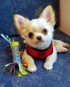 Puppies for sale Italy, Verona Chihuahua
