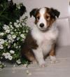 Puppies for sale Belgium, Brussels Sheltie (Shetland Sheepdog)
