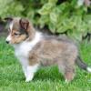 Puppies for sale Belgium, Brussels Sheltie (Shetland Sheepdog)