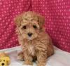 Puppies for sale Finland, Helsinki Other breed, maltipoo