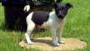 Puppies for sale Belgium, Brussels Other breed, Rat Terrier