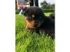 Puppies for sale Russia, Belgorod Rottweiler