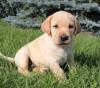Puppies for sale Belgium, Charleroi Labrador Retriever