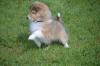 Puppies for sale Cyprus, Larnaca Sheltie (Shetland Sheepdog)