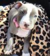 Puppies for sale Belgium, Gant American Pit-Bull Terrier