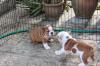 Puppies for sale Spain, Merida English Bulldog