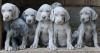 Puppies for sale Cyprus, Limassol Weimaraner