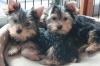 Puppies for sale Hungary, Budapest Yorkshire Terrier