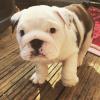 Puppies for sale Germany, Berlin English Bulldog