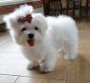 Puppies for sale Germany, Bochum Maltese