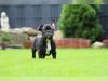 Puppies for sale Portugal, Aveiro French Bulldog