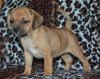Puppies for sale France, Paris , puggle