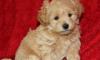 Puppies for sale United Kingdom, Southport , maltipoo