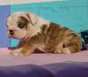 Puppies for sale Ireland, Cork English Bulldog
