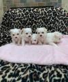 Puppies for sale USA, California Maltese