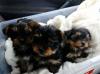 Puppies for sale Cyprus, Nicosia Yorkshire Terrier