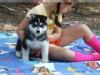 Puppies for sale Belgium, Gant Haski