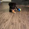 Puppies for sale Cyprus, Paphos German Shepherd Dog