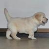Puppies for sale Spain, Lerida Golden Retriever