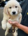 Puppies for sale USA, California, San Jose Golden Retriever