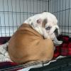 Puppies for sale France, Bourges English Bulldog