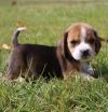 Puppies for sale Italy, Modena Beagle