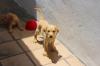 Puppies for sale Cyprus, Larnaca Labrador