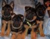 Puppies for sale Portugal, Port German Shepherd Dog